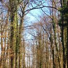 Wald 5