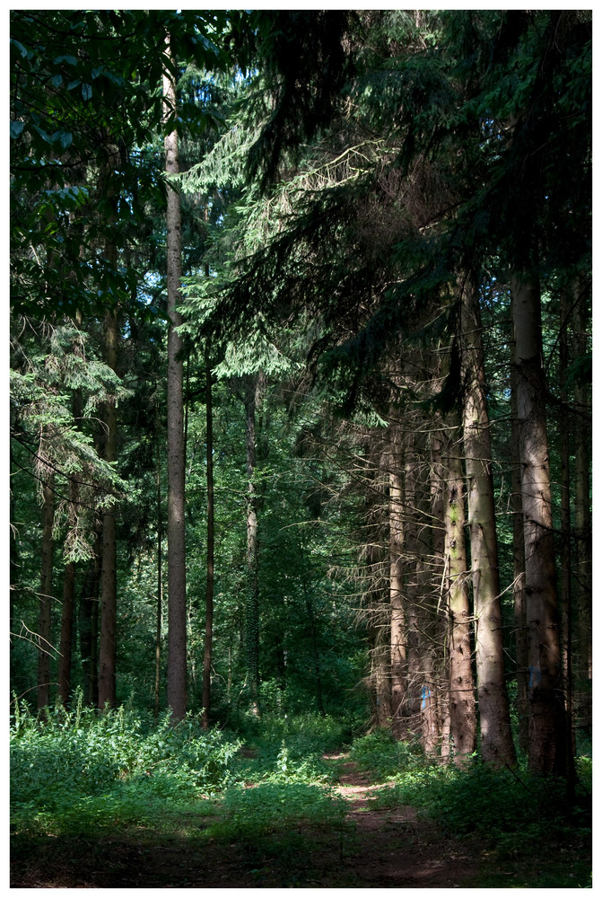 Wald 5