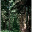 Wald 5