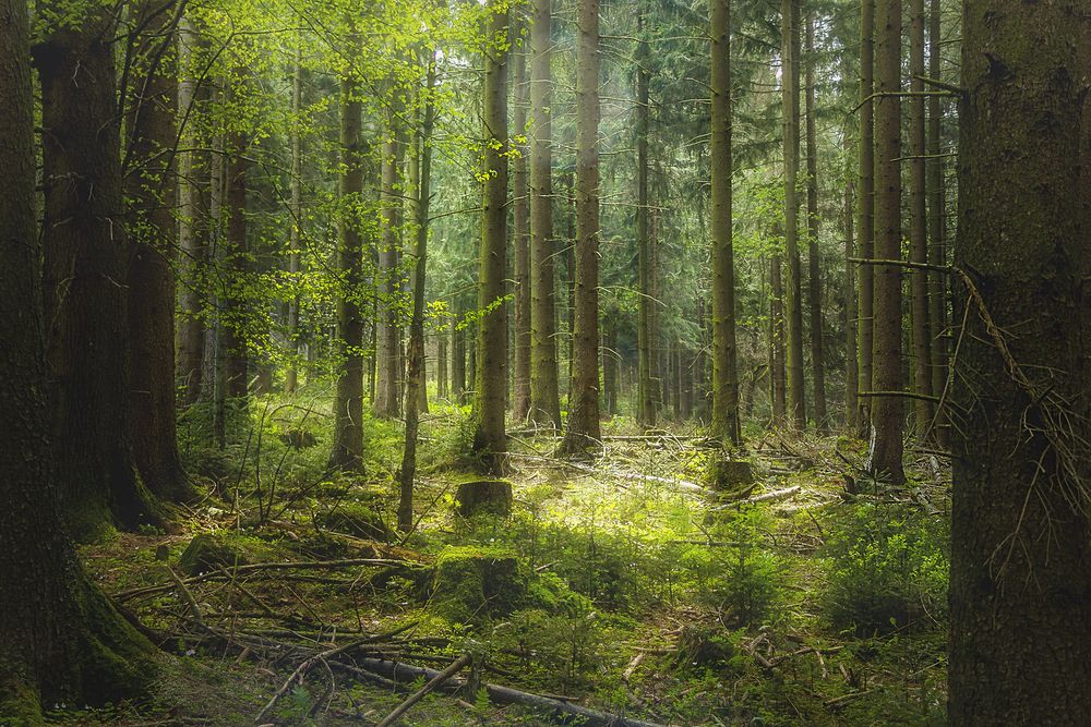 Wald***