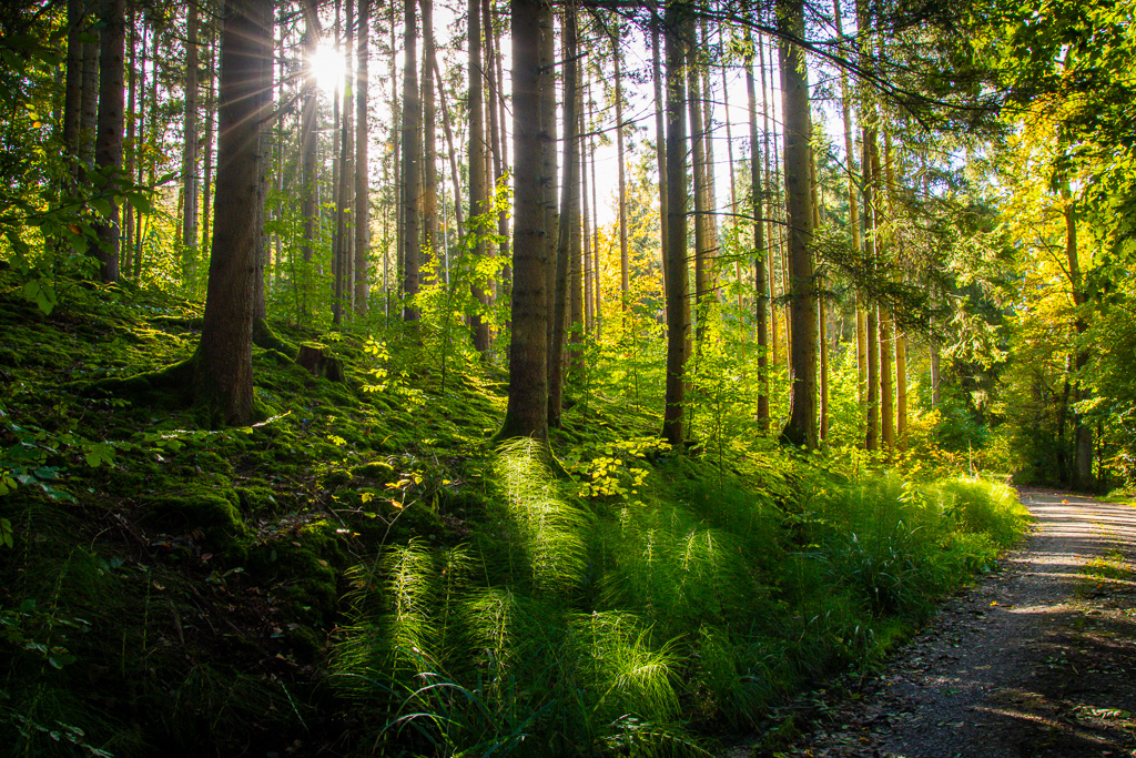 Wald