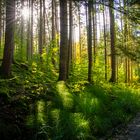 Wald