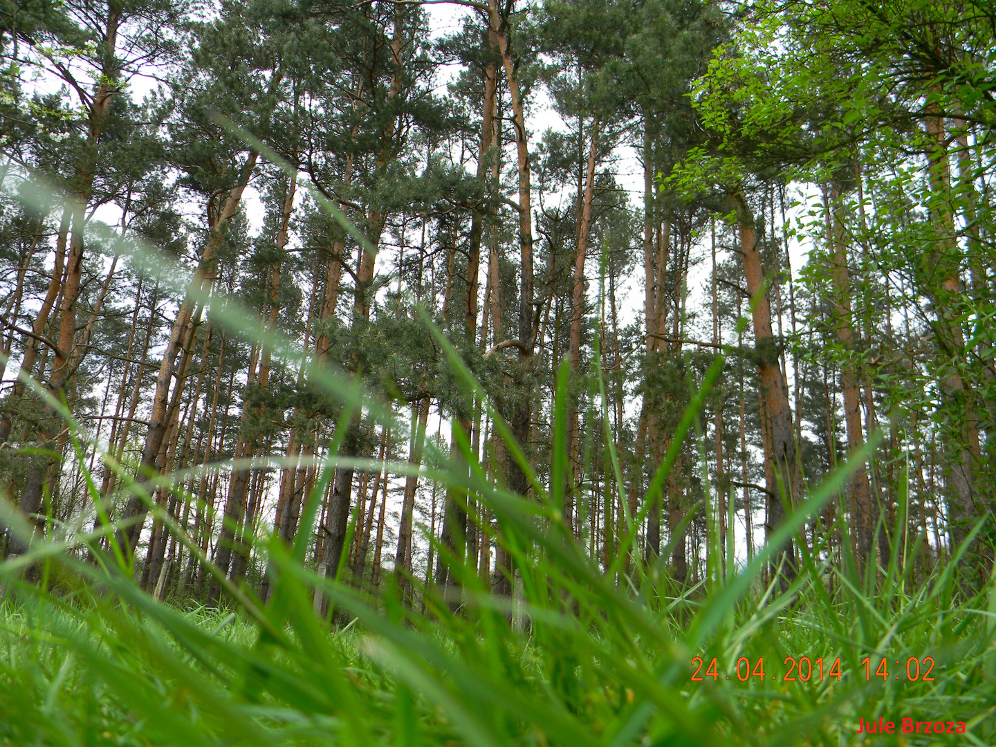 Wald