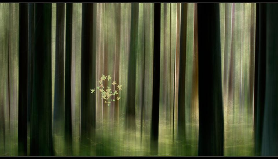 ..Wald...***