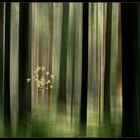 ..Wald...***