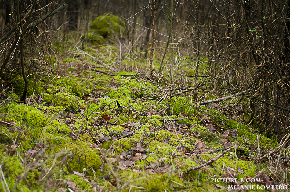 Wald.....