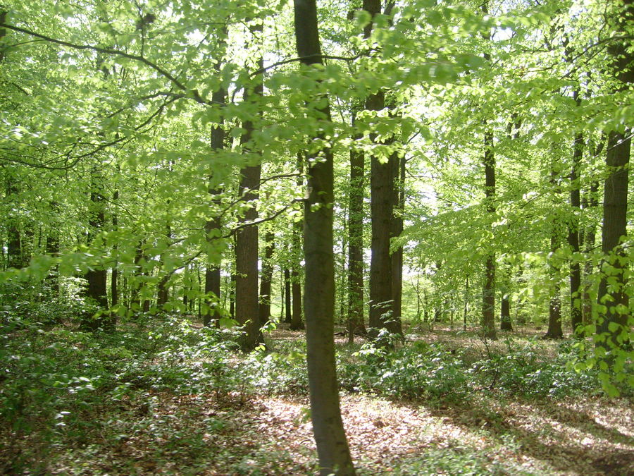 wald