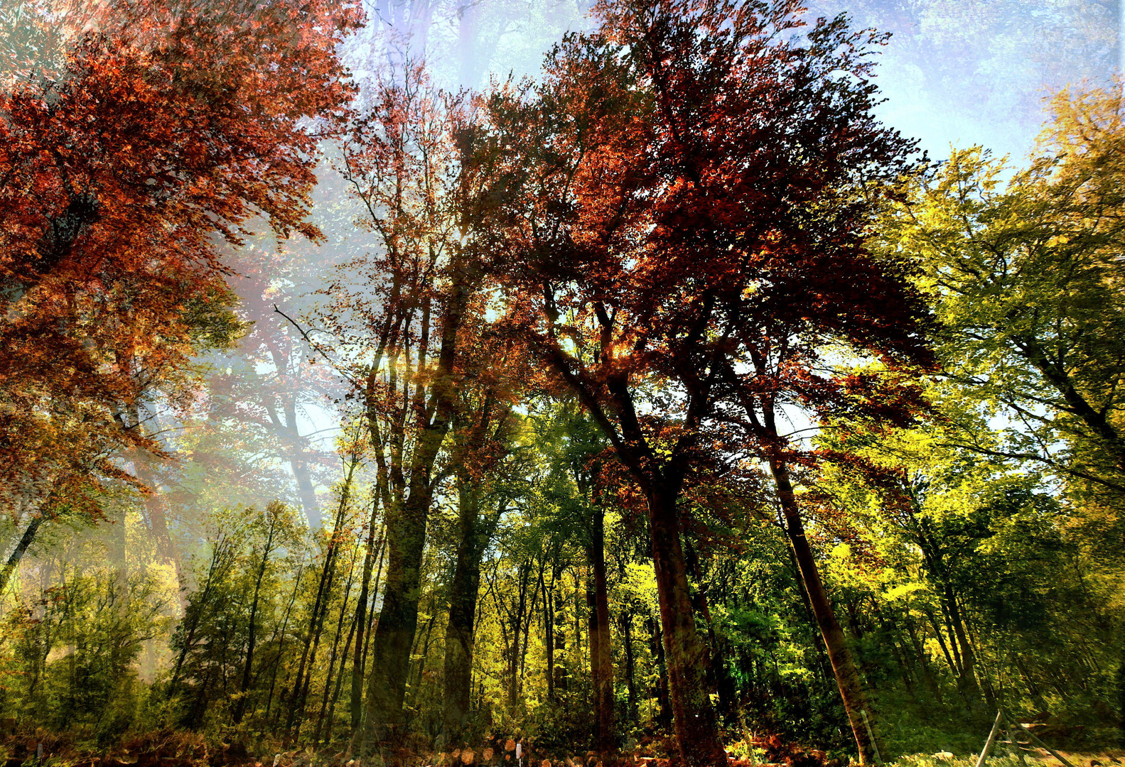 «Wald» Foto & Bild landschaft, wald, bearbeitungs techniken Bilder