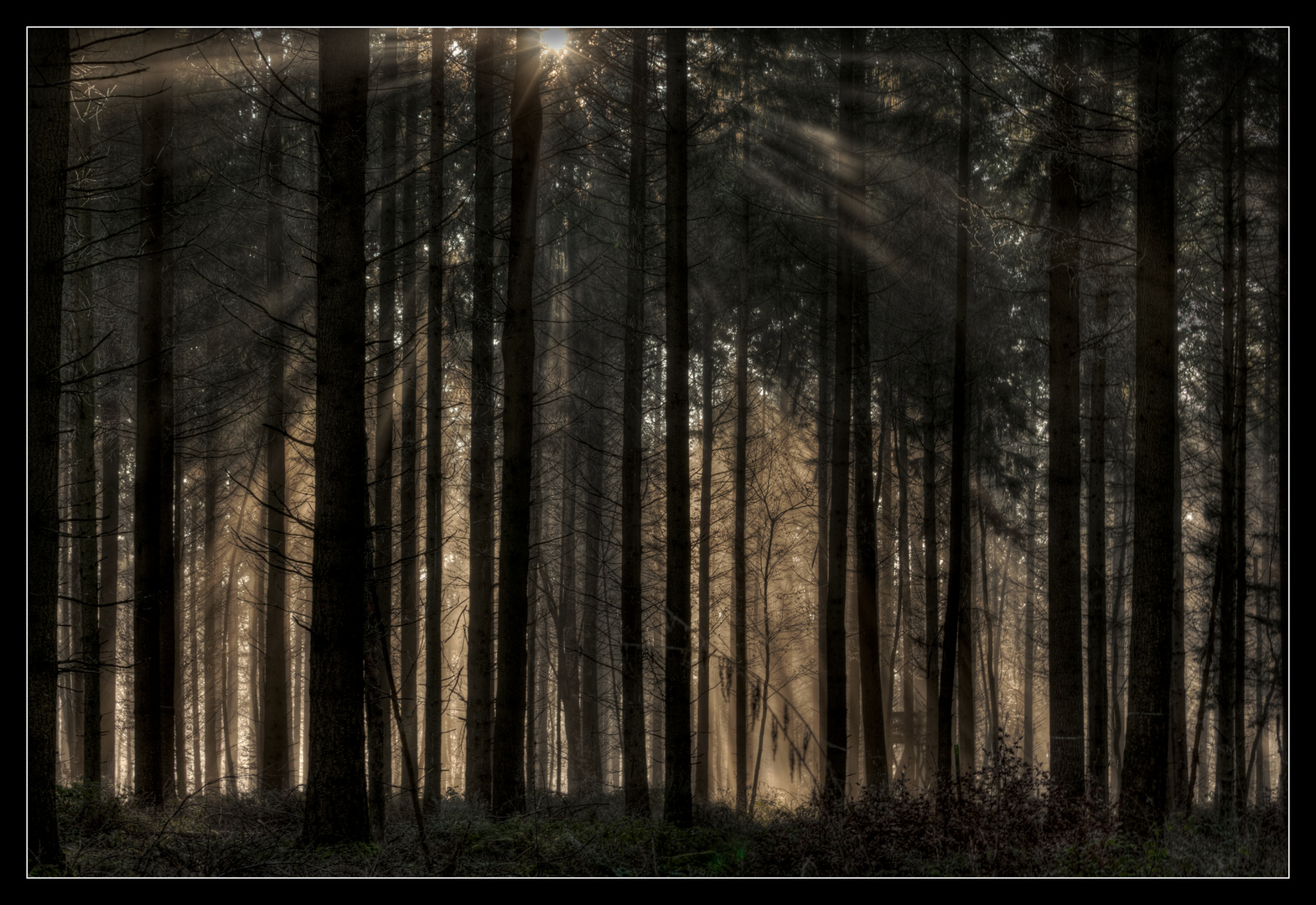 Wald