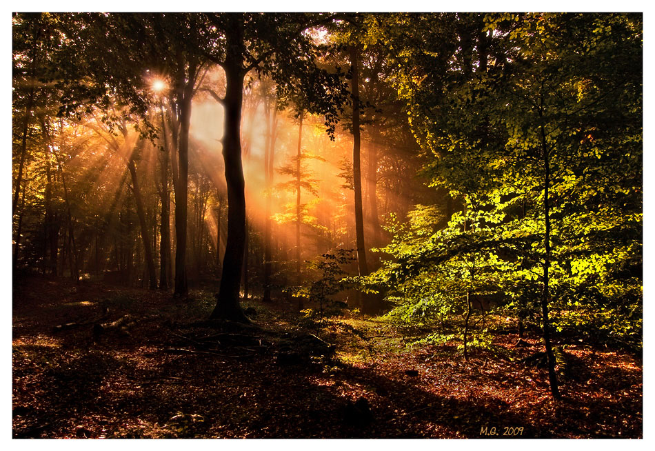 41+ Wald Bilder Jpg Pics