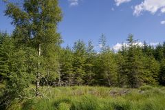 Wald ... aber nur von Menschen angepflanzt.