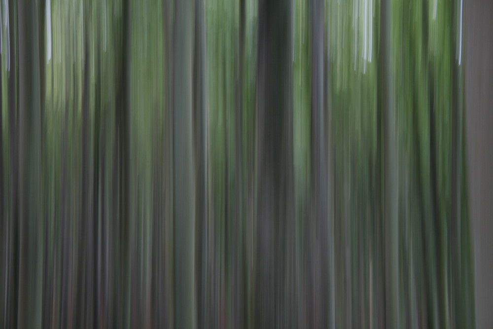 Wald abstrakt