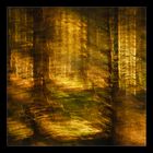 Wald-abstrakt- 