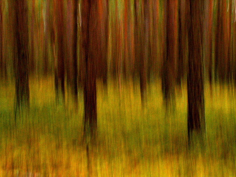 Wald abstrakt