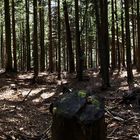 Wald