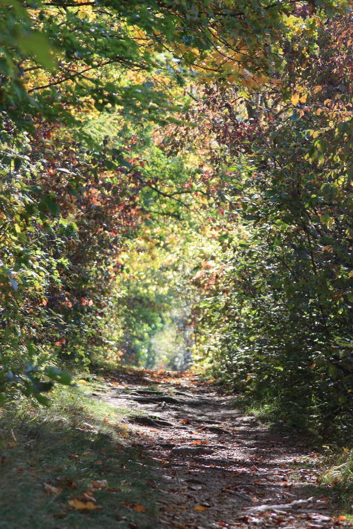 Wald Adelsberg Bad Berka