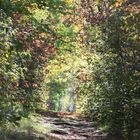 Wald Adelsberg Bad Berka