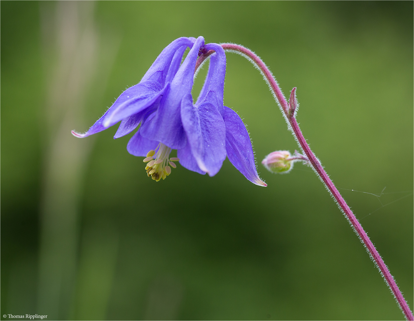 Wald-Akelei (Aquilegia vulgaris)