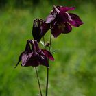 Wald-Akelei ( Aquilegia vulgaris )