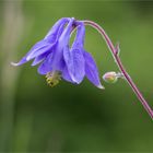 Wald-Akelei (Aquilegia vulgaris)