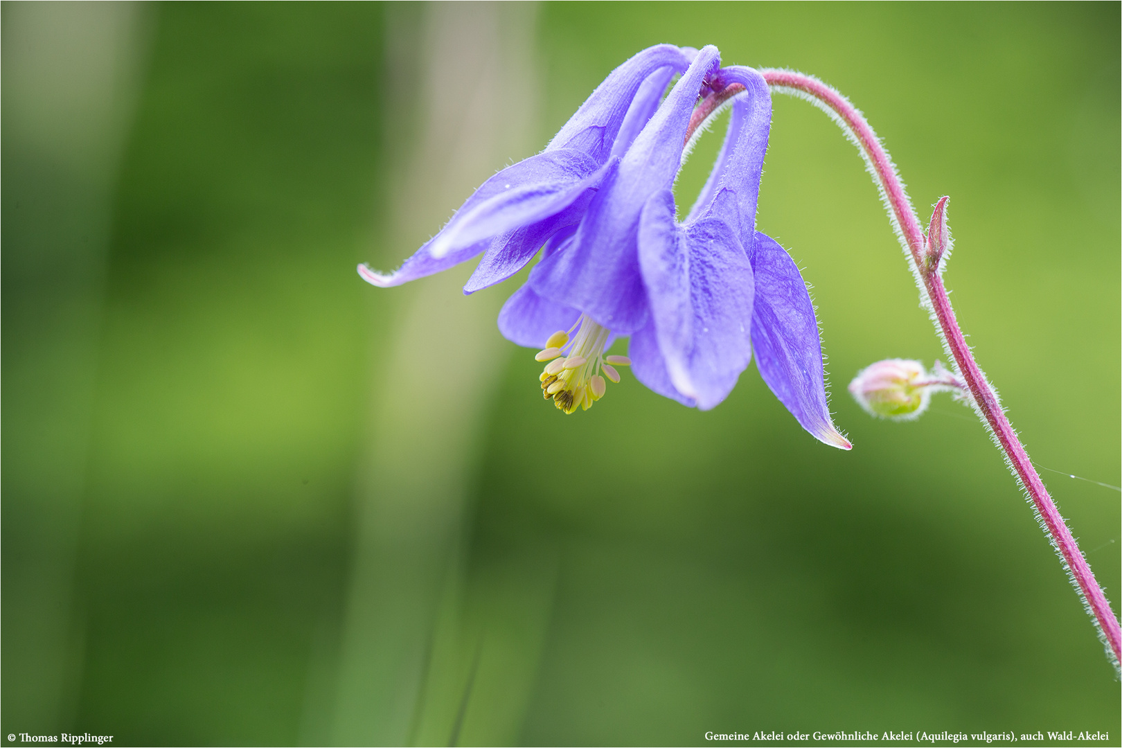 Wald-Akelei (Aquilegia vulgaris) 9945 info