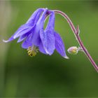 Wald-Akelei (Aquilegia vulgaris)