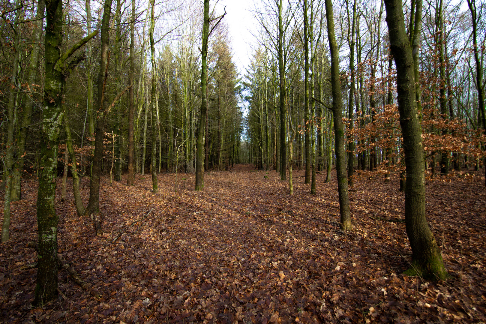 Wald-Allee