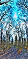 Wald Allee in Blau