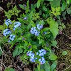 Wald (Alpen)-Vergissmeinnicht