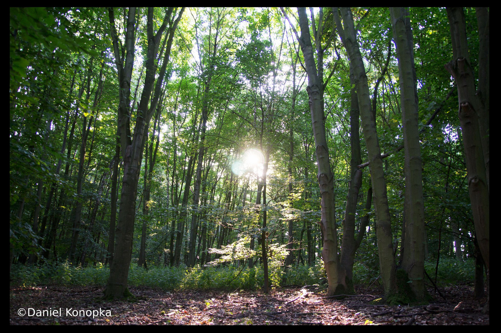 Wald am Abend