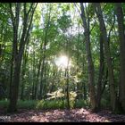 Wald am Abend