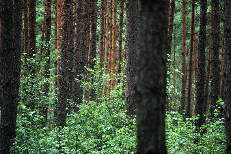Wald am Aller M