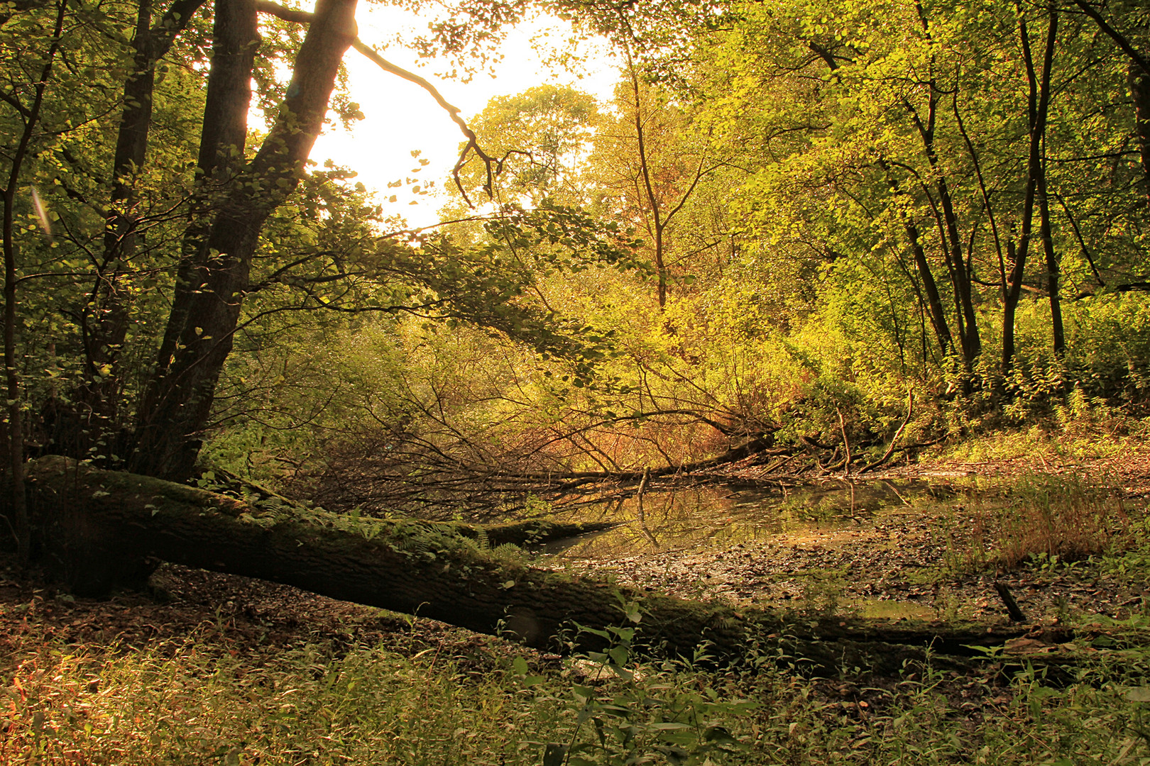 Wald am Alsterlauf 