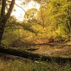 Wald am Alsterlauf 