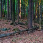 Wald am Arbersee