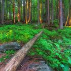 wald am Arbersee II