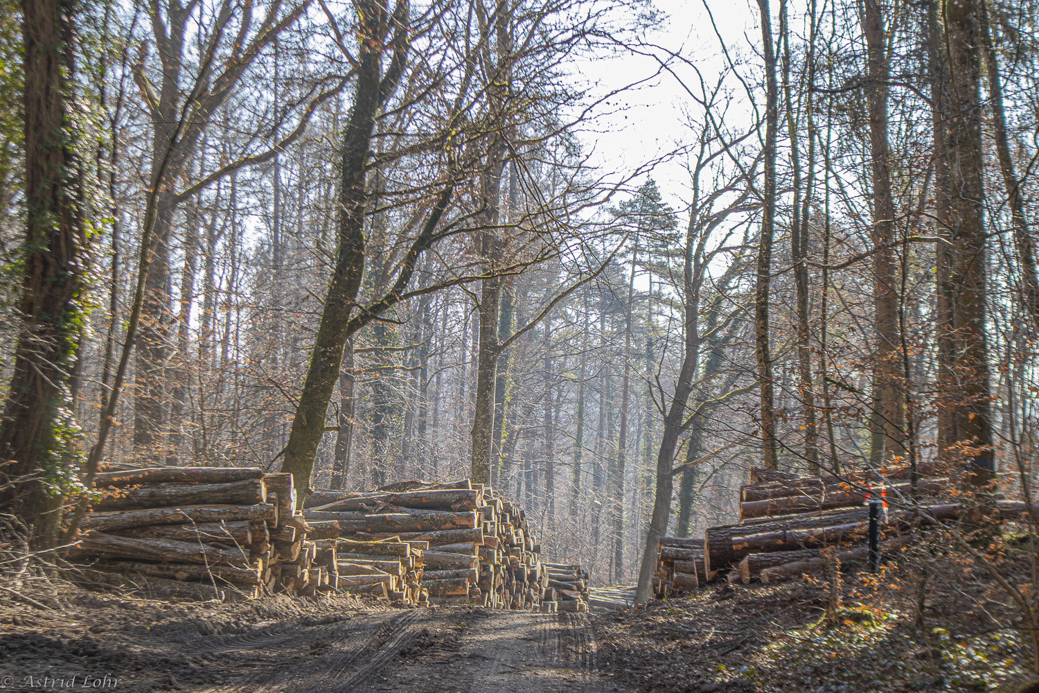 Wald am Boden