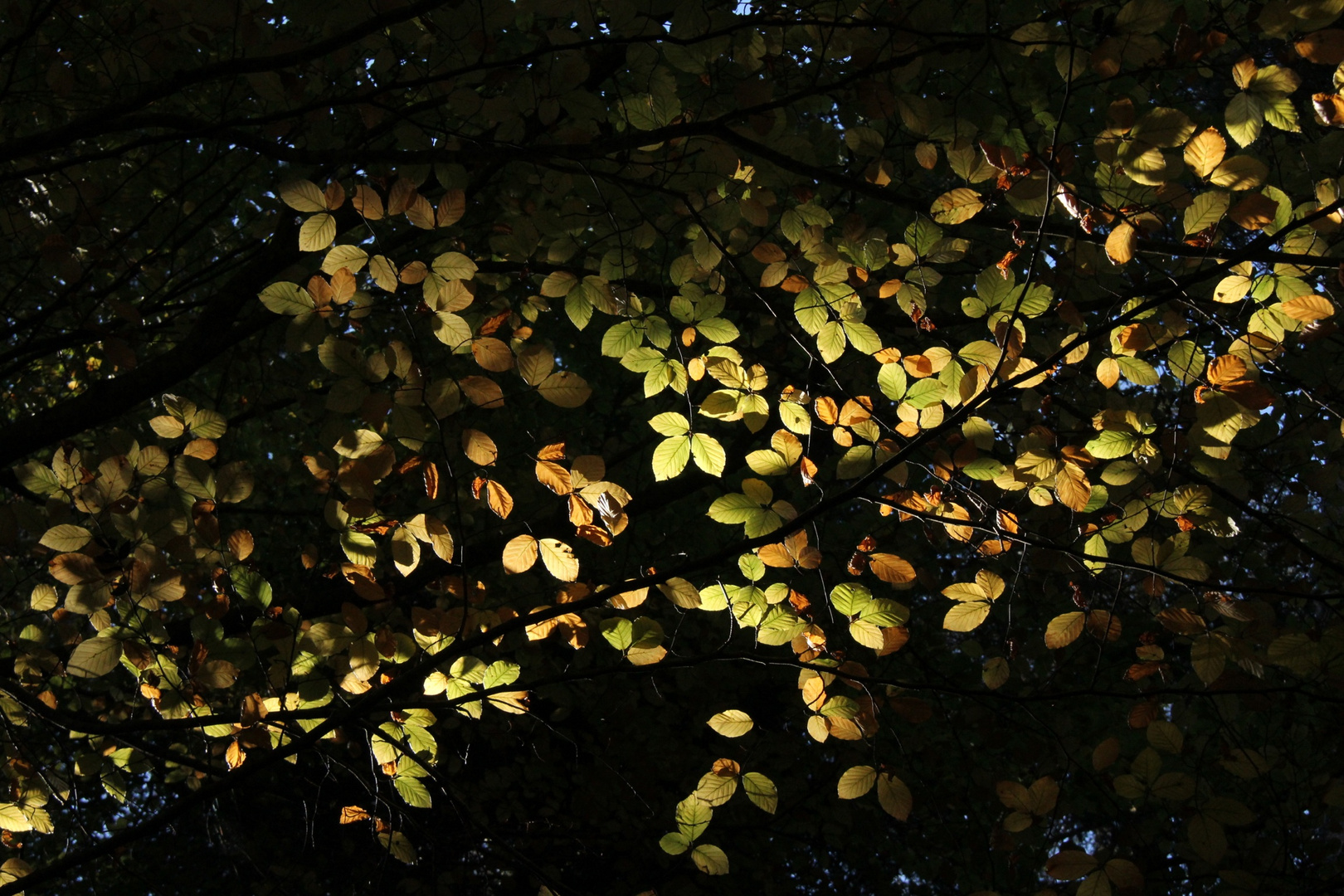 Wald am Crestasee (2)