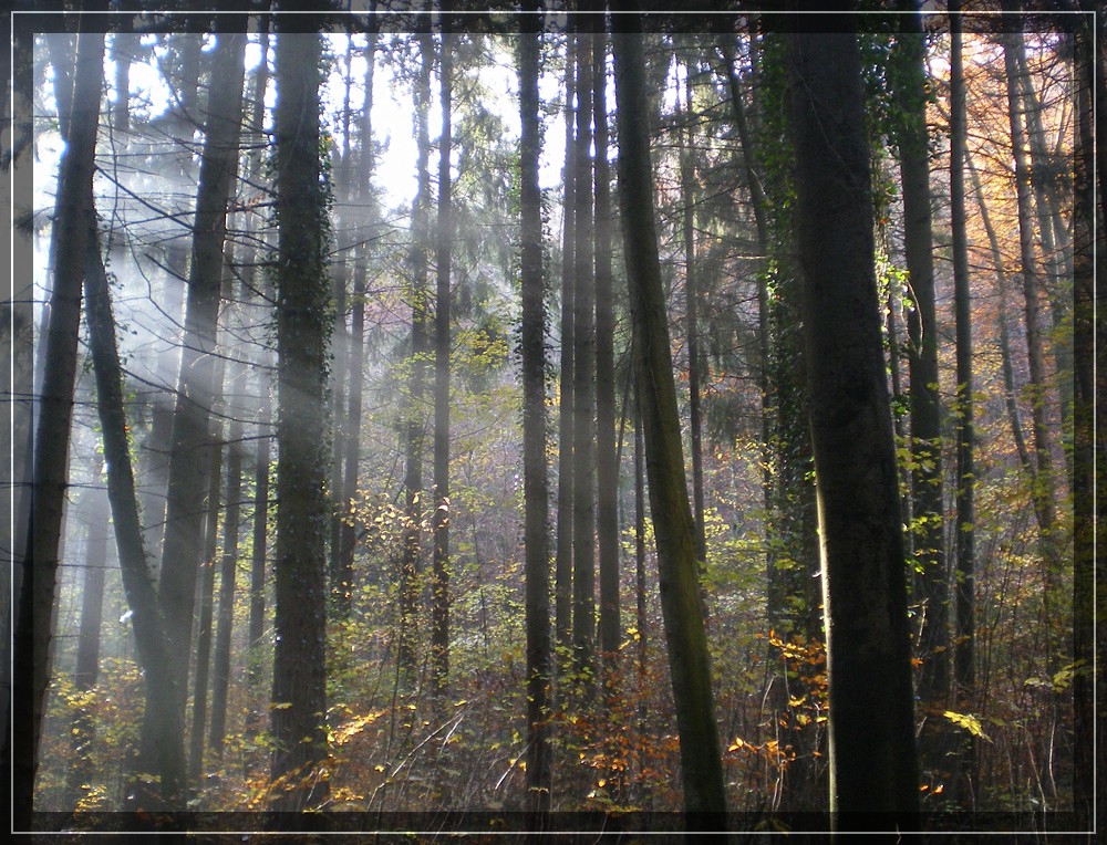 Wald am Druidenhain