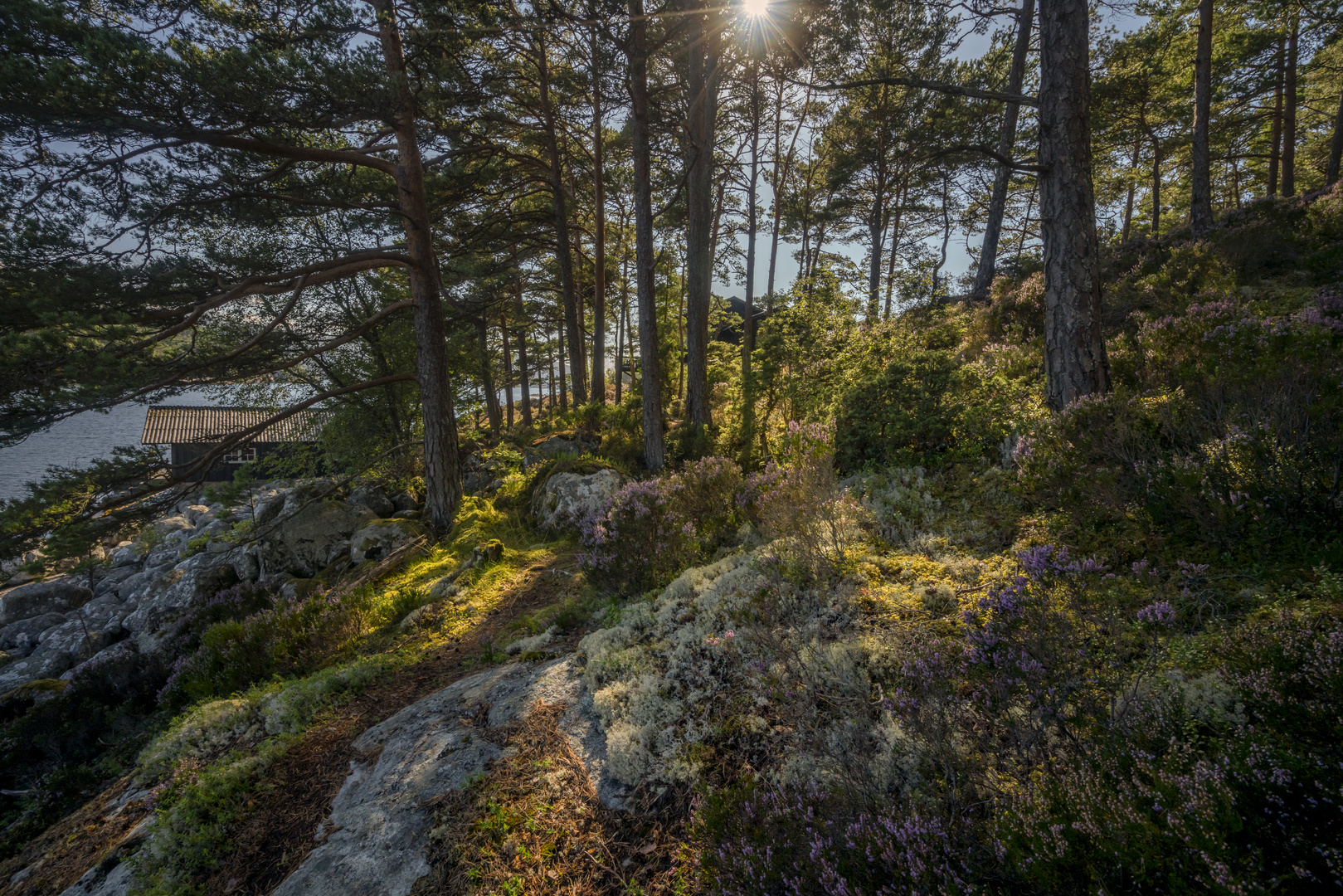 Wald am Fjord