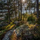 Wald am Fjord