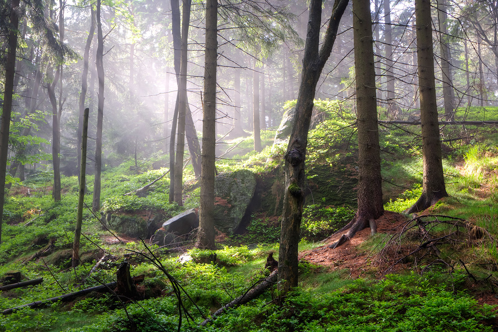 Wald am Fuße der Luž