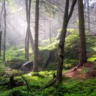 Wald am Fuße der Luž