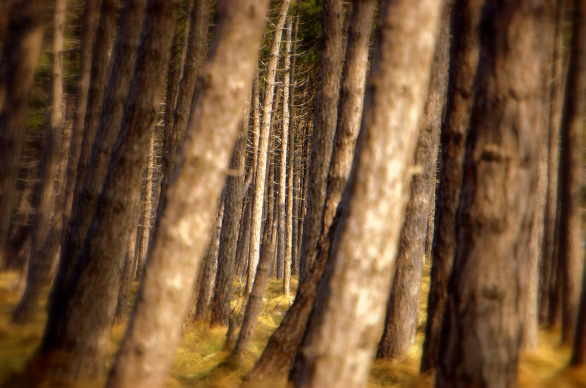 Wald am Gellen