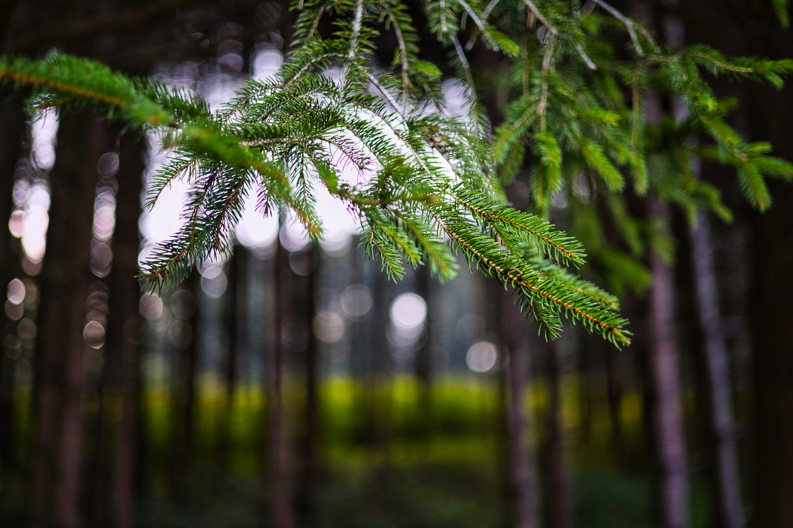 Wald am Götzenbachsee