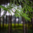 Wald am Götzenbachsee