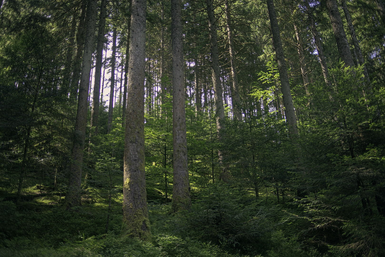 Wald am Heuberg