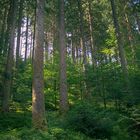 Wald am Heuberg