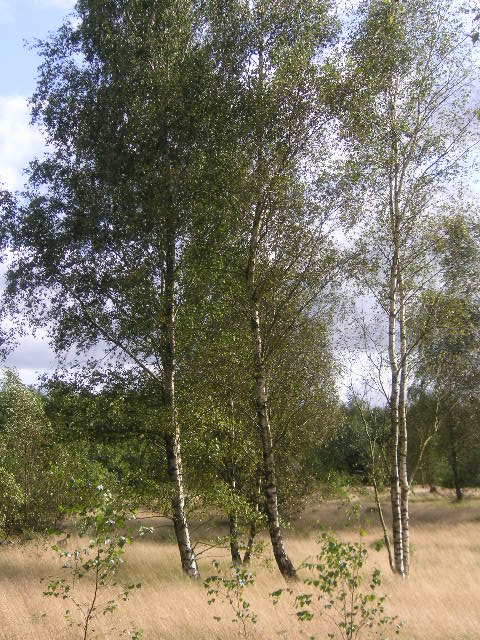 wald am kiel