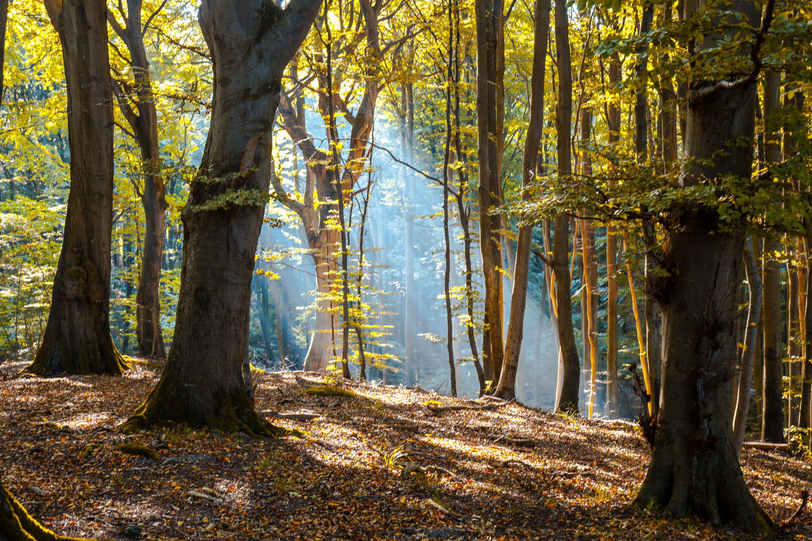 Wald am Königsstuhl